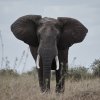 Elefant, Serengeti